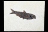 Fossil Fish (Knightia) - Green River Formation #179228-1